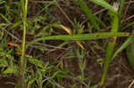 Southern pine aster